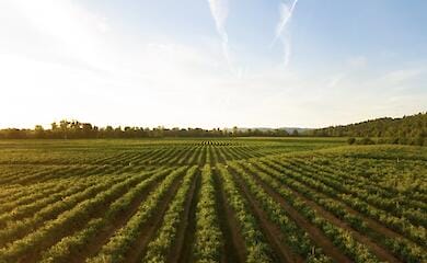 Ukraine has already sown part of the planned areas - Ministry of Agrarian Policy