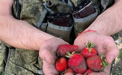 The Russian occupants are asking for work "on strawberries". Details