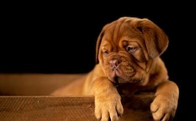 Ukrainians demand to temporarily limit the breeding of animals