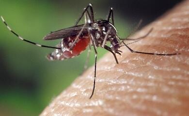 The experts told what clothes attract mosquitoes