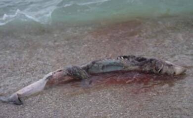 All life is being killed: marine inhabitants are dying because of the invaders