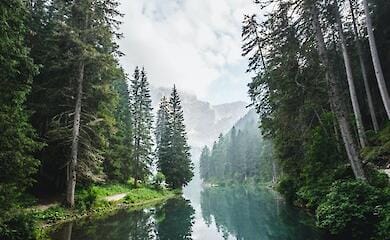 В одном из регионов Украины запретили гулять в лесу