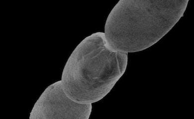 Bacteria lives in Caribbean mangrove swamps