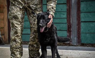KSU handed over 14 shepherd dogs to border guards