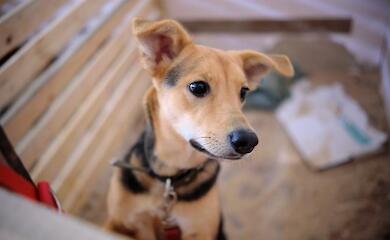 Kievans can give a family to cats and dogs