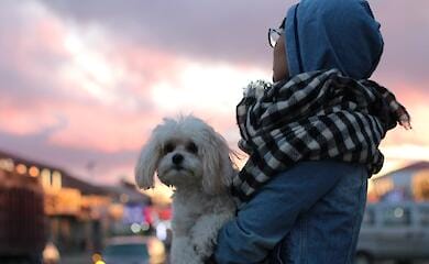 From July 25, new rules for the import of animals from Ukraine to Poland will apply