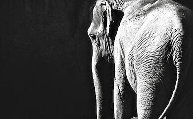 Elephants and humans have more in common than expected, scientists say