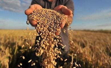 Ukrainian grain can be exported through three ports