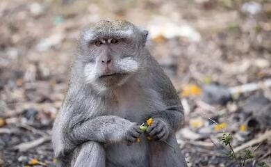 Monkeypox is a new global problem