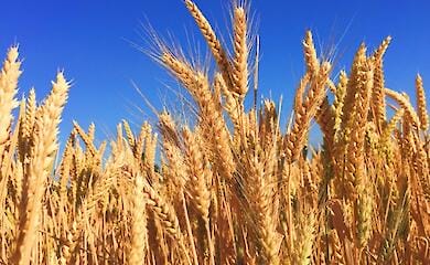 Named the timing of the arrival of Ukrainian grain in Turkey