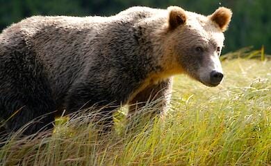 Siberian bears fled to Japan in search of a better life