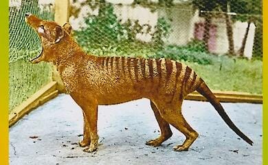 Scientists recreate extinct animals