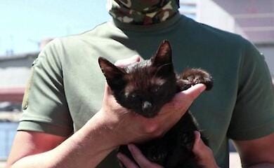 The military spoke about the cat from Snake Island