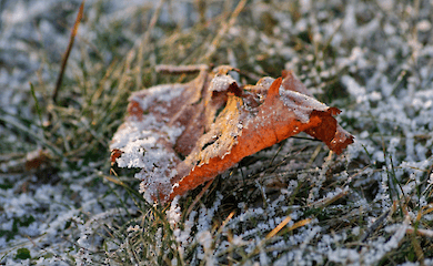 Frosts predicted in Ukraine
