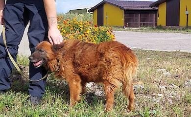 Survived a missile attack. How the dog named Crimea lives