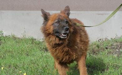 Dog Krym, injured but surviving Dnipro shelling, died