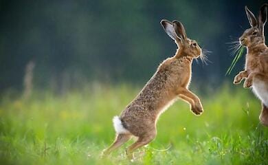 Two "combat" rabbits help AFU destroy invaders