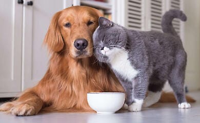 Poland may become the first country in the world to introduce animal care leave