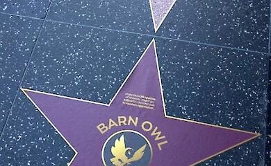 Hollywood's Walk of Fame now features images of Ukrainian animals that may disappear because of the war