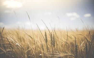 EU reacts to ban on imports of Ukrainian grain to Poland and Hungary