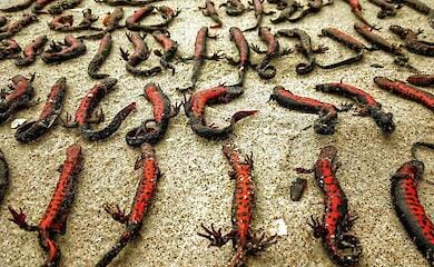 Russian terrorist attack on Kakhovskaya hydropower station: nearly 150 Red Book newts killed