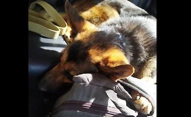 The man who was stripped of everything by the Russians and his sheepdog walked for three days from Kherson to Odessa