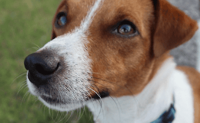 Patron Dog was fired upon by an enemy MLRS
