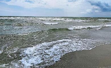 Some dolphins are on the verge of extinction due to military action