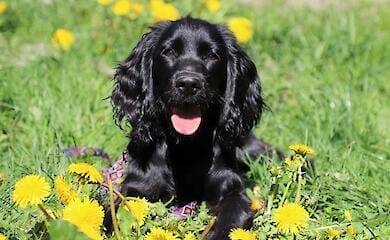 Border guards showed touching photos of service spaniels (photo)