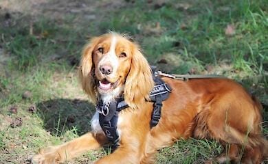 Border guards showed touching photos of service spaniels (photo)