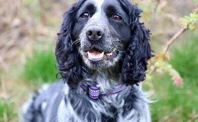 Border guards showed touching photos of service spaniels (photo)