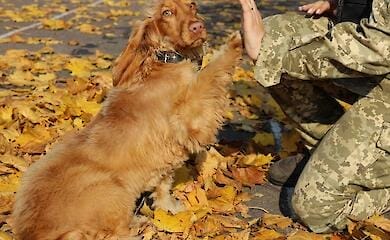 Border guards showed touching photos of service spaniels (photo)