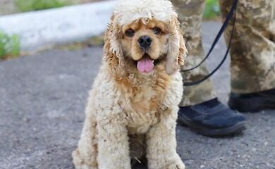 Border guards showed touching photos of service spaniels (photo)