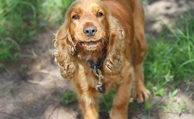 Border guards showed touching photos of service spaniels (photo)