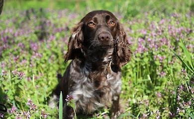 Border guards showed touching photos of service spaniels (photo)