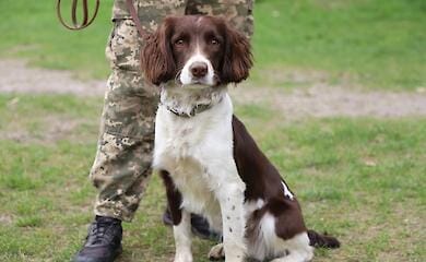 Border guards showed touching photos of service spaniels (photo)