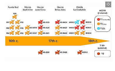 This diagram shows the genetic makeup of post-Columbian cattle and their chronological evolution. (Image author: Nicholas Delsol)
