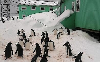 Hundreds of penguins "occupied" Ukrainian weather station in Antarctica