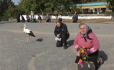 A stork flew to the funeral of a soldier in Vinnitsa region