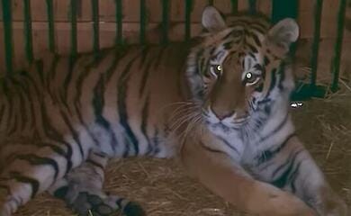 It has become known how the tigress, which was injured during the shelling of Kiev, is feeling