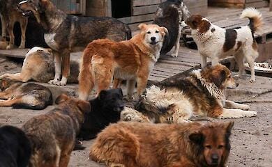 A law authorising the killing of "unclaimed" stray animals has been adopted in Buryatia
