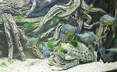 Exotic fish died in Sevastopol aquarium museum