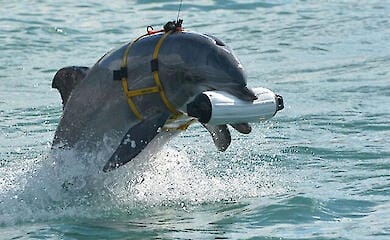 Storm in Crimea frees Russian Navy combat dolphins