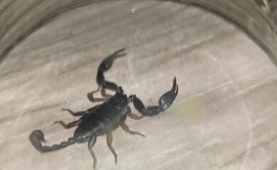 A large scorpion was found in a Kyiv flat