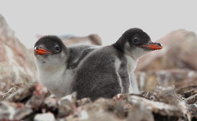 Penguin baby boom begins in Antarctica: footage of Ukrainian polar explorers