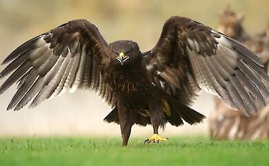War in Ukraine destroys a unique bird