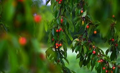 Russian occupants appropriated the brand "Melitopol cherry" for themselves