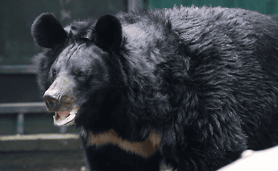 Yampol bear rescued from Donetsk region dies in Scotland