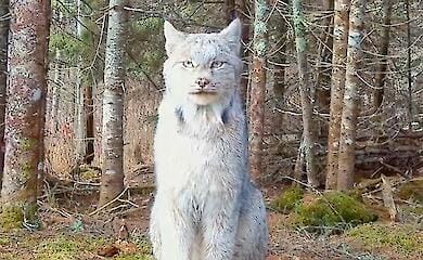 A rare Canadian lynx was captured by a camera trap (Photo)