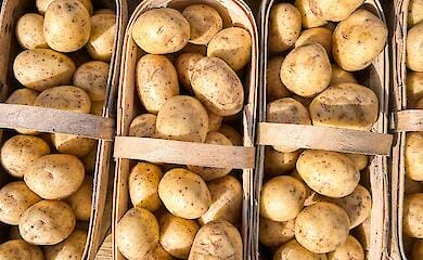 Which EU countries are the leaders in potato cultivation